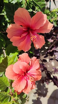 beautiful pink flower flora botany plant. High quality photo