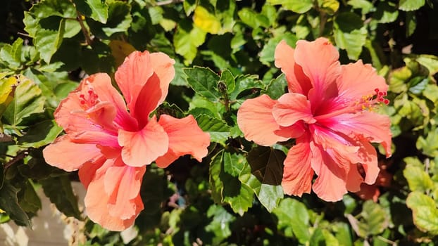 beautiful pink flower flora botany plant. High quality photo