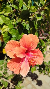 beautiful pink flower flora botany plant. High quality photo