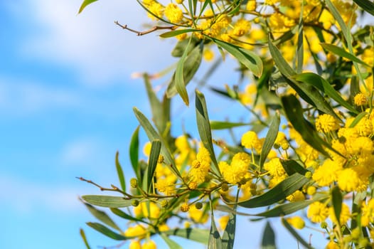 Yellow mimosa flowers. Close up. Spring, Womens day, Easter greeting card. Nature background 7