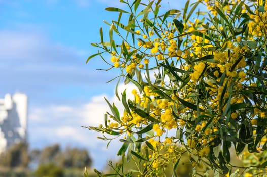 Yellow mimosa flowers. Close up. Spring, Womens day, Easter greeting card. Nature background 6