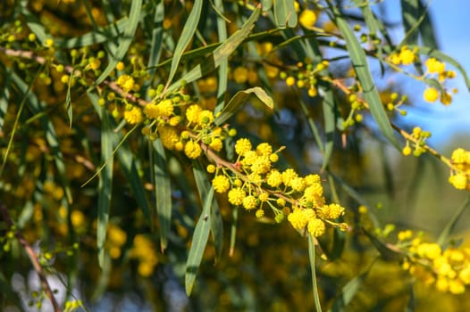 Beautiful bright yellow hairy mimosa flowers close-up. Blooming mimosa tree in early spring waves on wind. Sunny spring day 2