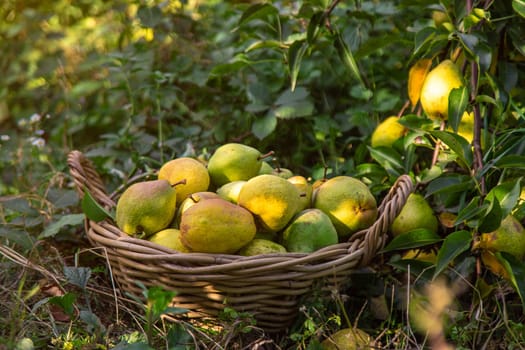 Pear harvest in the garden. Selective focus. Food.