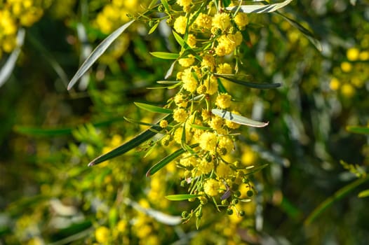 Beautiful bright yellow hairy mimosa flowers close-up. Blooming mimosa tree in early spring waves on wind. Sunny spring day 3