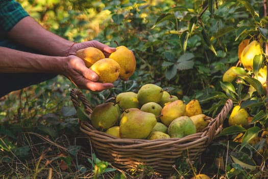 Pear harvest in the garden. Selective focus. Food.