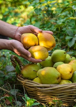 Pear harvest in the garden. Selective focus. Food.