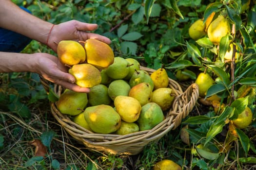 Pear harvest in the garden. Selective focus. Food.