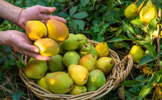 Pear harvest in the garden. Selective focus. Food.