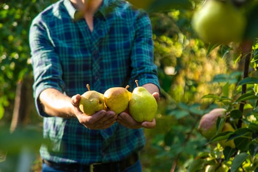 Pear harvest in the garden. Selective focus. Food.