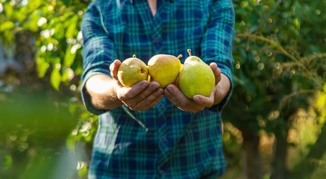 Pear harvest in the garden. Selective focus. Food.