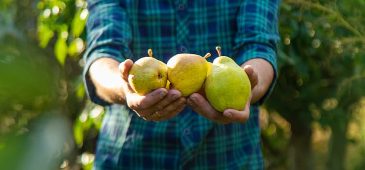 Pear harvest in the garden. Selective focus. Food.