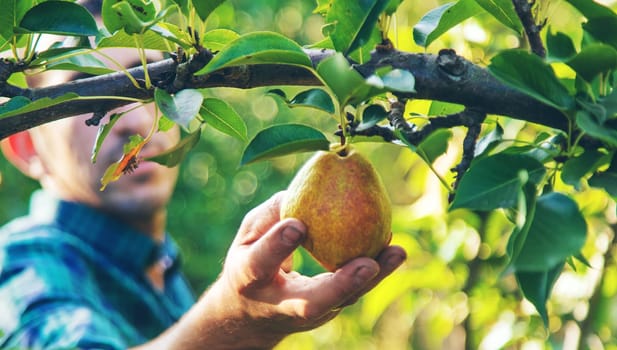 Pear harvest in the garden. Selective focus. Food.