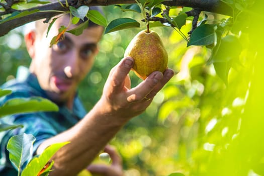 Pear harvest in the garden. Selective focus. Food.