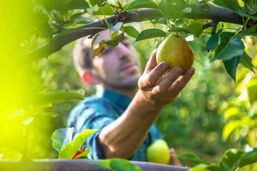 Pear harvest in the garden. Selective focus. Food.