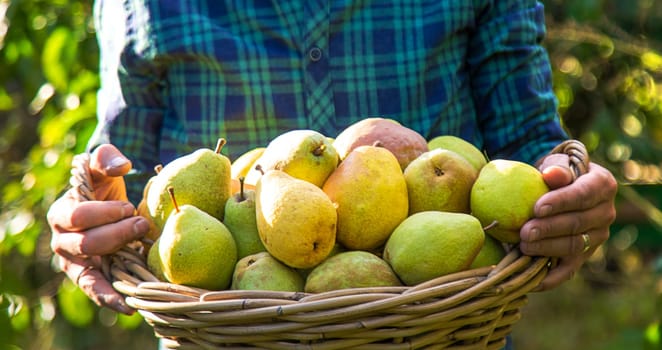 Pear harvest in the garden. Selective focus. Food.