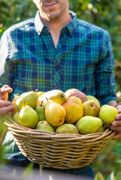 Pear harvest in the garden. Selective focus. Food.