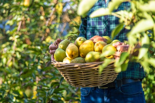 Pear harvest in the garden. Selective focus. Food.