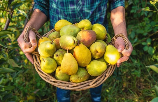 Pear harvest in the garden. Selective focus. Food.