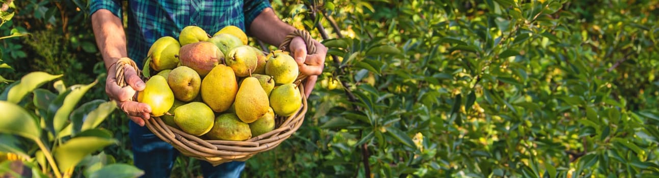 Pear harvest in the garden. Selective focus. Food.