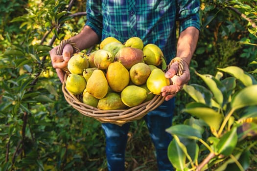 Pear harvest in the garden. Selective focus. Food.