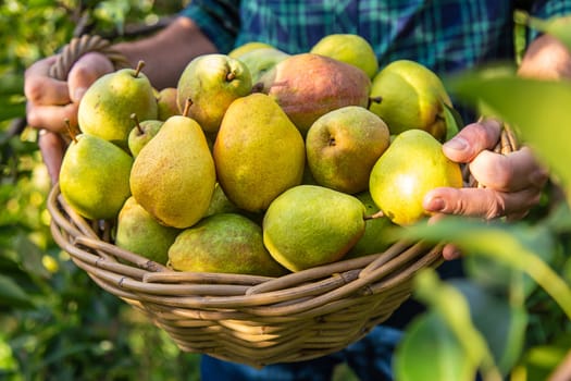 Pear harvest in the garden. Selective focus. Food.