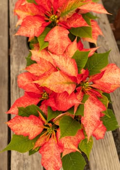 Potted Poinsettia Early Monet Twilight. Christmas Flower. Beautiful Euphorbia Pulcherrima, Top View, Vertical Plane. Plant Flower with Dark Green Foliage. Flora, Botany, Gardening