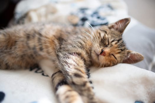The multiracial cat sleeps soundly on its favorite blanket. The domestic pet rests in its place.
