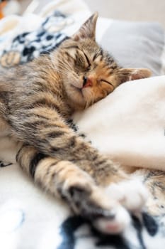 The multiracial cat sleeps soundly on its favorite blanket. The domestic pet rests in its place.