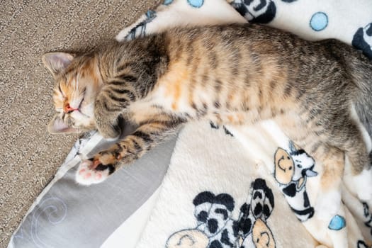 The multiracial cat sleeps soundly on its favorite blanket. The domestic pet rests in its place.