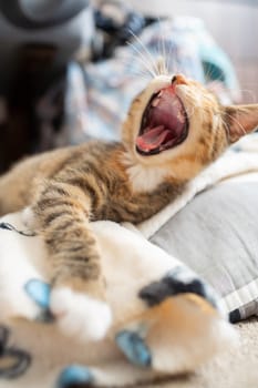 A sleepy little kitten yawns on its bed. The domestic pet rests in its place. Open mouth with sharp teeth.