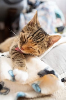 The personal hygiene of a little kitten begins with cleaning its fur each time before bed