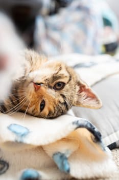 The multiracial cat is just falling asleep squinting at its favorite blanket. The domestic pet rests in its place.