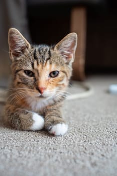 After sleeping, the Little Kitten looks around the room. Gently closed eyes.