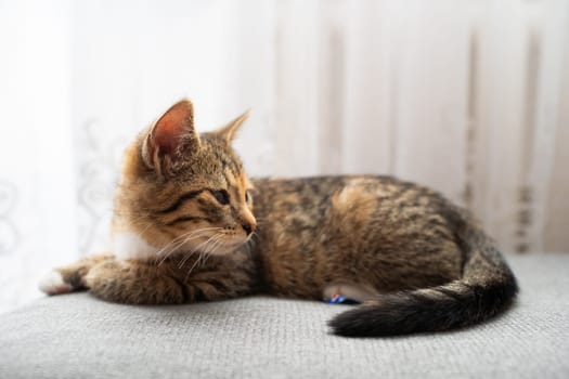 After sleeping, the Little Kitten looks around the room. Gently closed eyes.