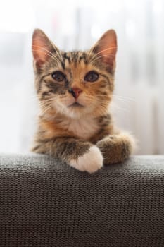 After sleeping, the Little Kitten looks around the room. Gently closed eyes.