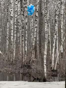 a bunch of blue balloons hang in a wild forest of birch trees in gray cloudy weather, a symbol of hope in a gray cruel world, without people, peace and quiet. High quality photo