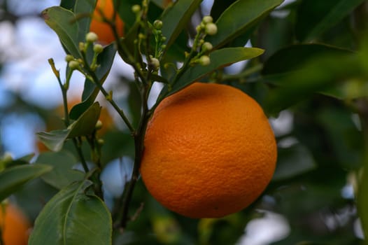 oranges branch with green leaves on tree 5
