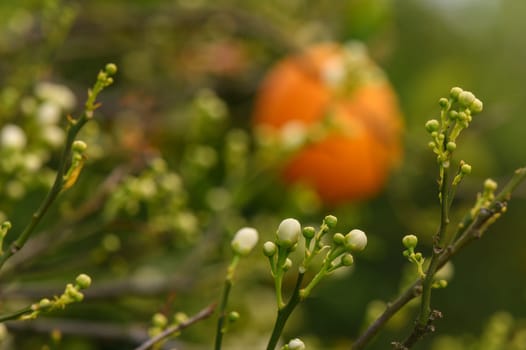 Citrus branches with organic ripe fresh oranges growing on branches with green leaves in a sunny orchard. 7