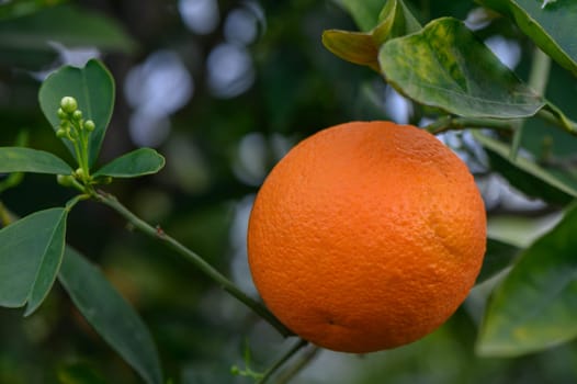 Citrus branches with organic ripe fresh oranges growing on branches with green leaves in a sunny orchard. 5