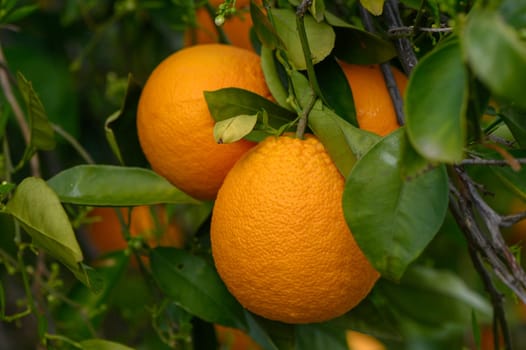 Citrus branches with organic ripe fresh oranges growing on branches with green leaves in a sunny orchard. 4