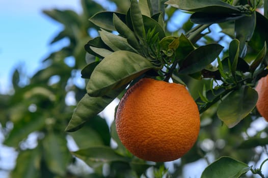 orange tree branches with ripe juicy fruits. natural fruit background outdoors. 2