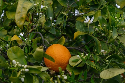 orange tree branches with ripe juicy fruits. natural fruit background outdoors. 1
