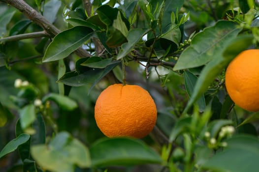 orange tree branches with ripe juicy fruits. natural fruit background outdoors.