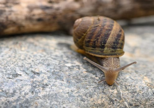 A snail crawling on the stone in the garden at sunny day.1