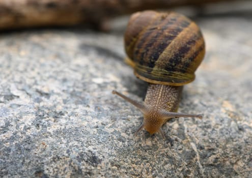 close up of a snail on a stone with blurred background 1