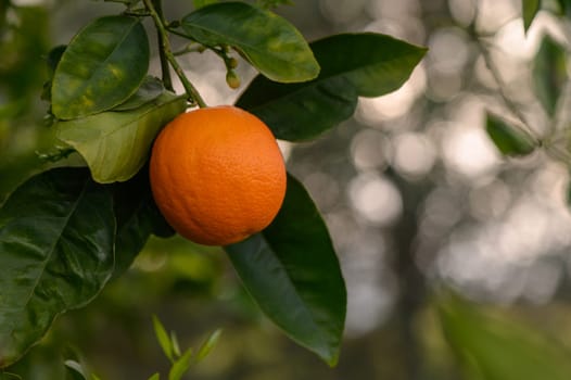 oranges branch with green leaves on tree 4