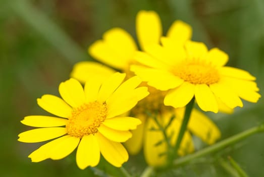 beautiful Glebionis segetum corn marigold corn daisy flower blooms 1