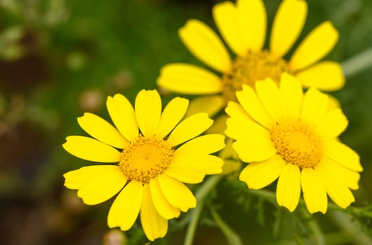 View of glebionis segetum (Chrysanthemum segetum) in the field. It is a species of flowering plant in the family Asteraceae.3