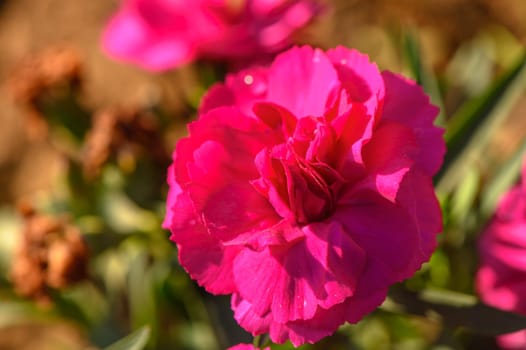 Dianthus caryophyllus 'Supertrouper Oscar' is a carnation with pink flowers