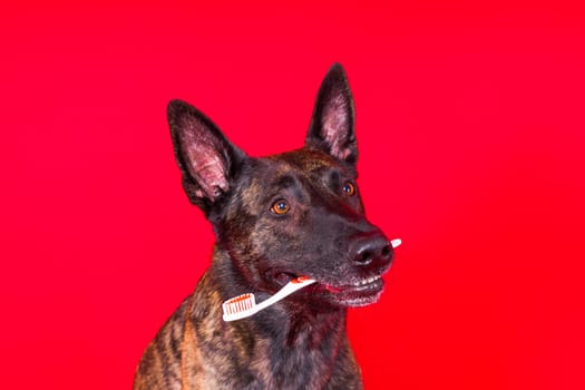 Dog holding toothbrush in his teeth on a clean red yellow background